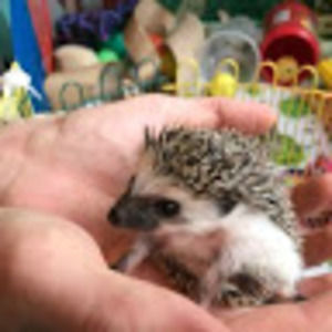 Meet your Posher, Alex